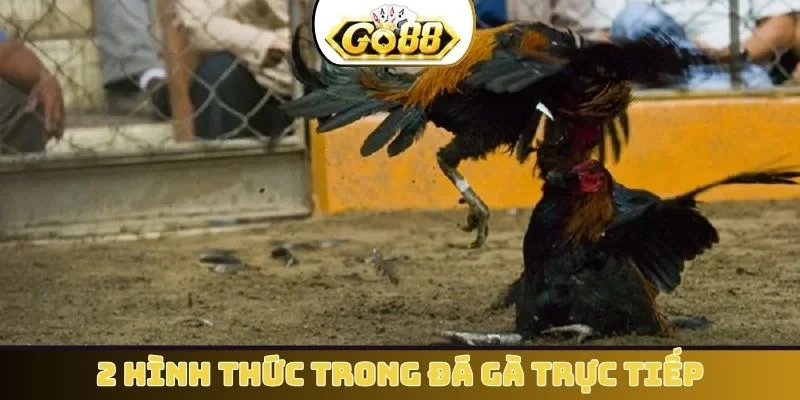 2 hình thức trong đá gà trực tiếp