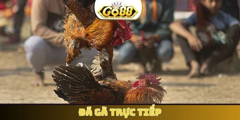 Đá gà trực tiếp