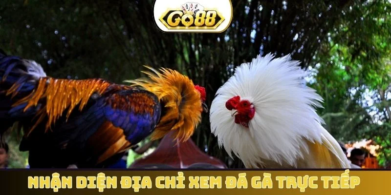 Tiêu chí nhận diện địa chỉ xem đá gà trực tiếp chất lượng