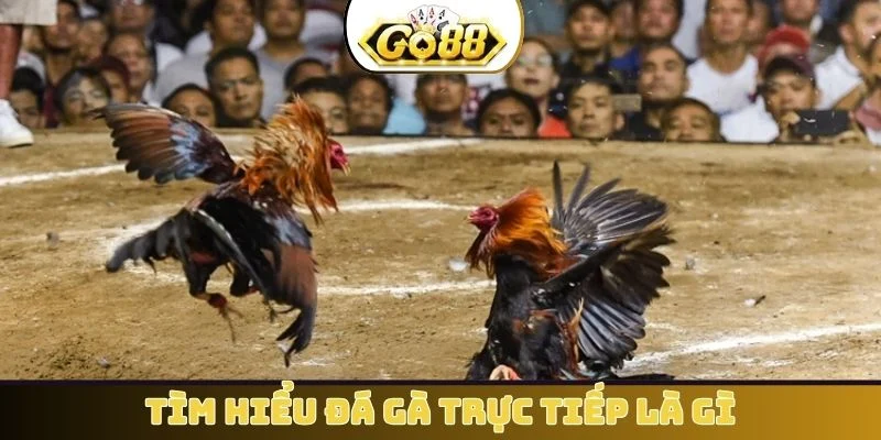 Tìm hiểu đá gà trực tiếp là gì?